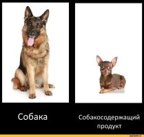Собака с трудом нашла вход в здание