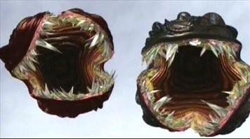 Это скорее лангольер ...