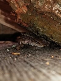 А вот моя соседка по даче в 2020 году)