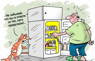 Верни заначку! Кот остался без спрятанной рыбки