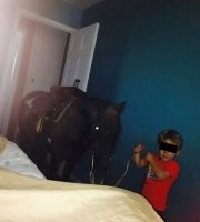 - Купи слона!
- Слон большой в квартиру не поместится. 
-Все говорят "слон большой в квартиру не поместится", а ты купи слона!

-Да вижу я что это лошадь а не слон, а ты купи слона!