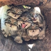 Бездна голодных глаз