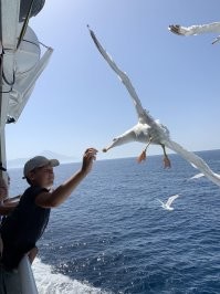 Чайка охотится на мороженку⁠⁠