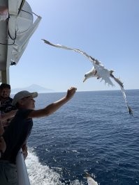 Чайка охотится на мороженку⁠⁠