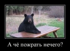 Тучная медведица ворвалась в 20 домов и своровала еду