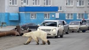 Это ещё няшка.. На севере России белые медведи приходят,а в Канаде - бурые.