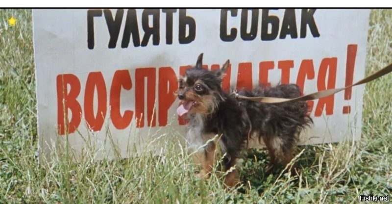 «Эта история для меня всё равно остаётся дикой»: в Челябинской области директор школы напала на 12-летнего подростка из-за собаки