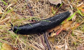 Слизень скандинавский...12 см.