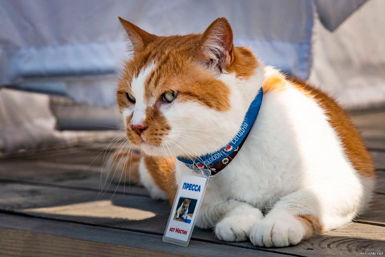 Кот мостик