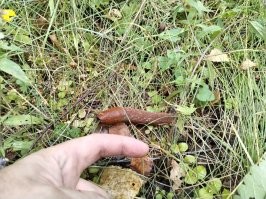 Друг под Чеховом на прошлой неделе за грибами пошел и тоже удивился новым обитателям леса