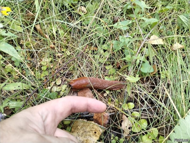 Друг под Чеховом на прошлой неделе за грибами пошел и тоже удивился новым обитателям леса