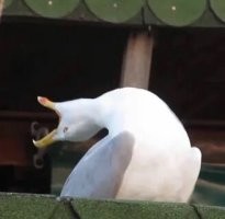 уот так уот)