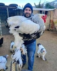 И еще, это не петух - это курица. Аффтор, ты вообще в деревне был и петухов в жизни видел???