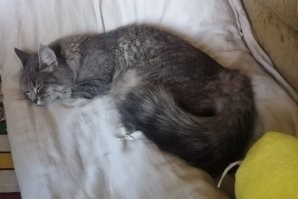 Нет СИЛЫ в тебе!
 Моя кошка спит всегда со мной - сплю, пью, на "Фишках" зависаю...