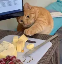 22 забавных случая, когда питомцы были пойманы с поличным