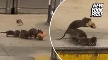 «Из Парижа с любовью»: американский блогер приехал в столицу Франции и поразился количеству крыс на улицах