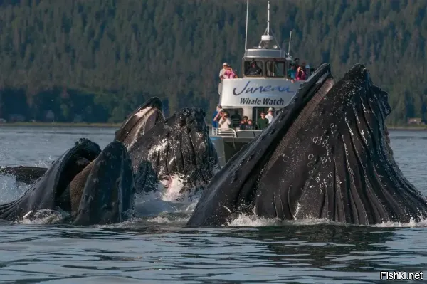 Рискованное это дело - наблюдать за китами. Даже один такой гигант способен в легкую утопить это корыто. Уж если и наблюдать, то или издалека. или с борта серьезного, большого судна.