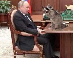 "Нашествие" пьяных енотов, громящих дома и поедающих домашнюю живность случилось в Германии