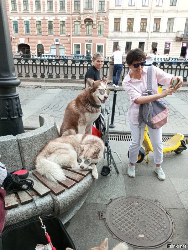 30 душевных фото с собаками, которых заметили в разных местах