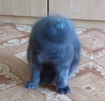 17 наглых вторжений в чужие фотографии, которые сделали снимки только веселее и интереснее