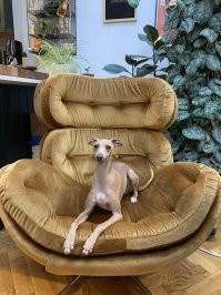 Интересно, какая сука выбросила на помойку, такую симпатичную собачку?