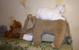 10. Кошка разозлилась, что нас не было дома, чтобы накормить ее ужином. Поэтому она отомстила нам, разорвав упаковку рогаликов и откусив от каждого по крошечному кусочку
----------------------
Делала я как-то вареники с картошкой,  давно дело было. Налепила, оставила их на доске на столе, поставила воду и пошла курить. Возвращаюсь - все вареники понадкусаны, буквально все.  Лучше бы я делала пельмени: может, съел бы сколько-то штук, а вареники проверял, наверно, на предмет - есть ли хоть в одном тесте  мясо?  Но я не ругала его.  
А другой котик улегся на поднявшееся тесто в миске. Развалился, как на подушке. Хорошо, оно накрыто было пленкой. Обмял тесто, так сказать.  )
А кошка Зайка стырила сгущенку. Оставила я банку на столе возле компа и пола на кухню  за самим чаем. Прихожу - она ест сгущенку. 
Зайка: