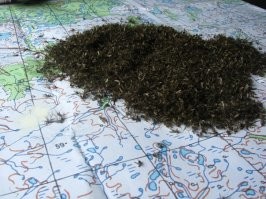 На севере страшнее мошки зверя нет. Их укус куда хуже комариного