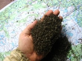 На севере страшнее мошки зверя нет. Их укус куда хуже комариного