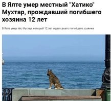 Вот о таких собаках нужно писать.
В Ялте скончался 14-летний пёс Мухтар, который 12 лет прождал своего погибшего хозяина на городской набережной.