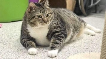 Кот застрял в окне?
Жирненькое...