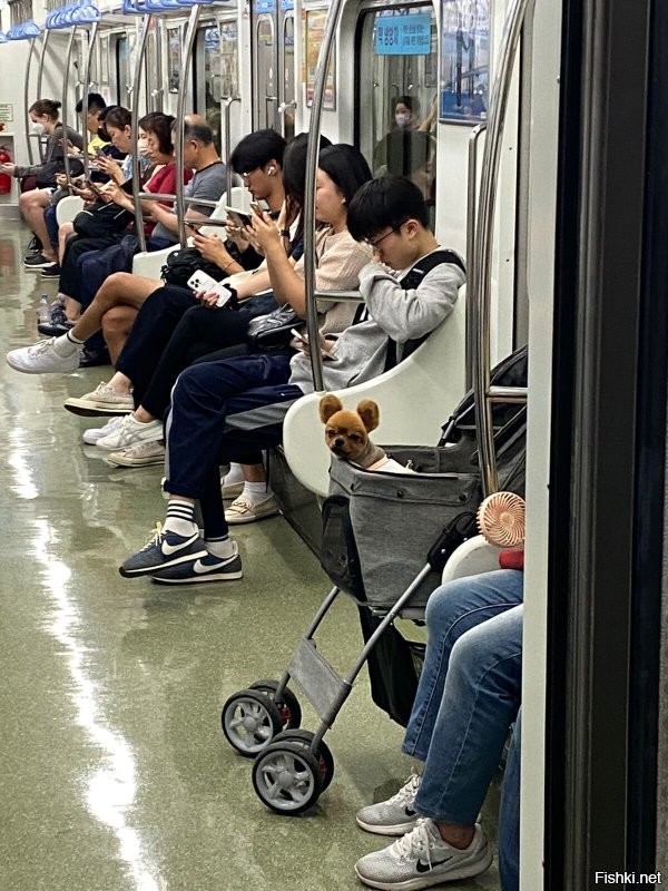 Вот так в Корее возят маленьких собачек