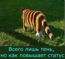 Смешные картинки с комментариями из социальных сетей