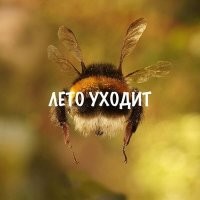 В Амурской области выпал разрушительный град размером с куриное яйцо