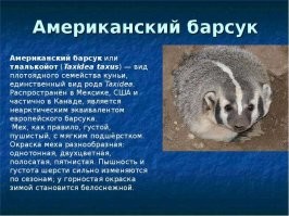 Не, это именно американский барсук с очень характерной узкой белой проточиной на голове.
