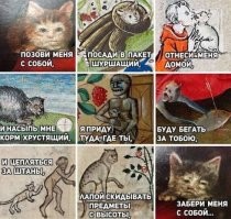 Без кота и жизнь не та