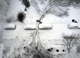 Думаю, дерево сначала упало, а потом водителям повезло с парковкой.