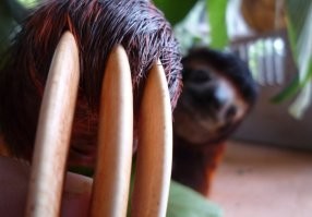 Если-б не лень, то оцелоты перевелись-бы уже давно.