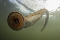 Миноги ещё прикольные и вкусные, но правда они не рыбы.