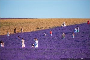 Пффф если там такой движ с фотографами, это можно монетизировать же. Чего они жалуются. Ну есть небольшая специфика.

В Крыму ребята поля лавандой засадили для косметики ... так там такое нашествие туристов за красивыми фотками, что они наверное превышают профит от самой продажи лаванды косметологам. Турфирмы народ автобусами гоняют.

А у них еще круче, один автобус девок, и 2 автобуса мужиков следом. Первым бесплатно, вторым подороже. Шутка.