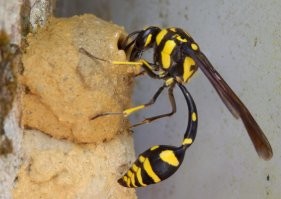 У меня на балконе вроде оса пелопей прогрызла гадина металлический профиль ограждения и слепила там себе домик. Пусть я враг природы, но я её изничтожил. Моё это моё. ))