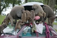 Шоппинг по-чёрному