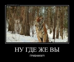 На видео попала случайная встреча грибника с тигром в Хабаровском крае