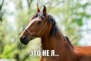 В&nbsp;зоопарке в&nbsp;США родился «безупречный» жираф