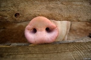 Индийская станция "Чандраян-3" совершила успешную посадку на поверхность Луны