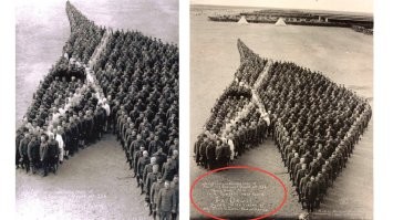 в честь погибших лошадей