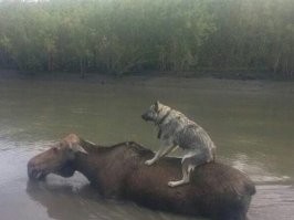 - Я ёжик, а ты лошадка.
-Волк, ты обкурился, мы не в мультфильме.