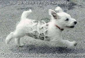 18 фотографий, доказывающих, что животные могут быть более заботливыми, чем люди