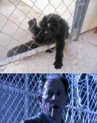 Просочиться и узнать: важная миссия котиков