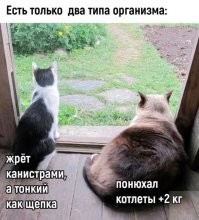 Комментарии и картинки из соцсетей. Свежак за 24 августа