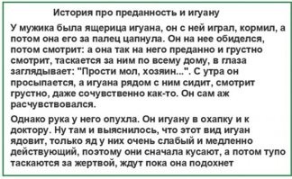 18 фотографий, доказывающих, что животные могут быть более заботливыми, чем люди